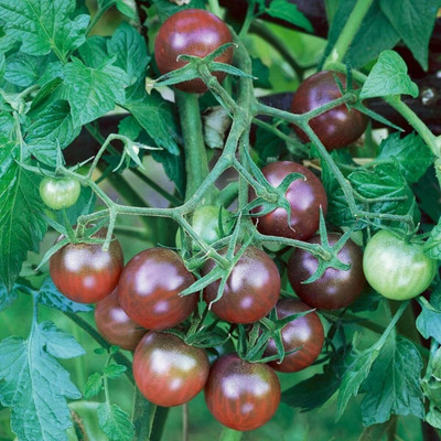 Biosnyg Hybrid Purple Cherry Tomato Seeds For Hydrophonics - (4000 Seeds) Seed(4000 per packet)