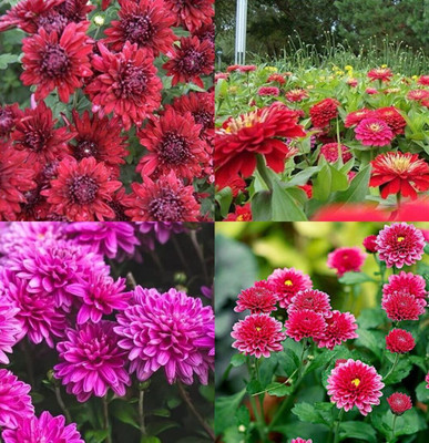 ibains Chandramalika flower seed beez 15 Seed(15 per packet)