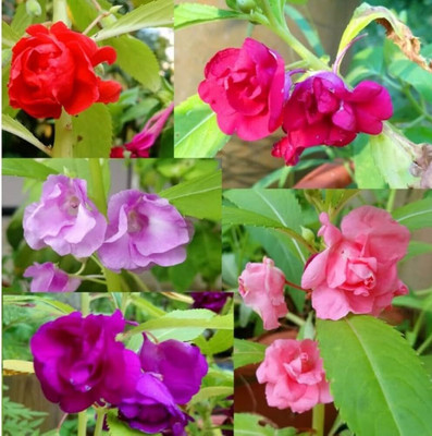 Pbevergreen balsom flower seeds Seed(131 per packet)
