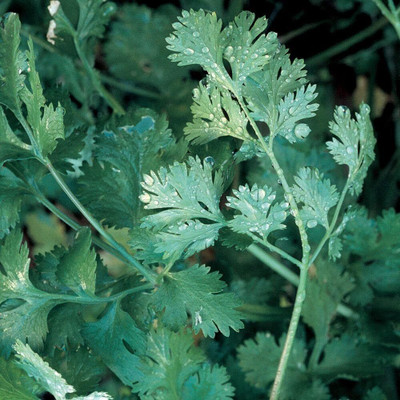 Qualtivate TLX-83 Longstanding Cilantro Seeds Seed(1000 per packet)