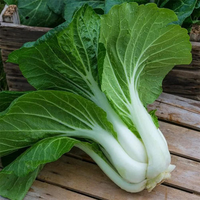 WILLVINE MEH -XIII Pak Choi Seeds/Chinese Cabbage [2.5g] Seed(750 per packet)
