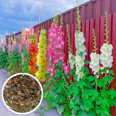 Seedsilk Hollyhock Mixed Colour Flower F1 Hybrid Germination Seed(30 per packet)