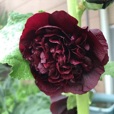 Aywal Hollyhock Double Mix Seed(20 per packet)