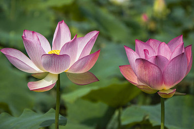 Shree Ganga Enterprise lotus,kamal gatta Seed(11 per packet)