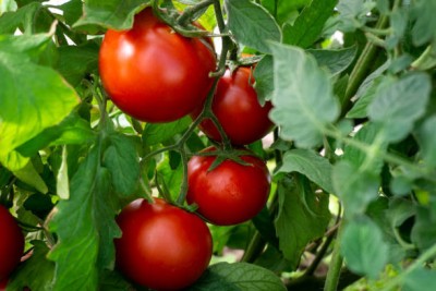 SaaHeli tomato Seed(140 per packet)