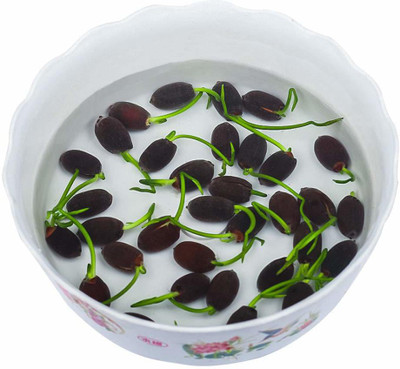 KANAYA Best Quality Kamal Gatta Seed(6 per packet)