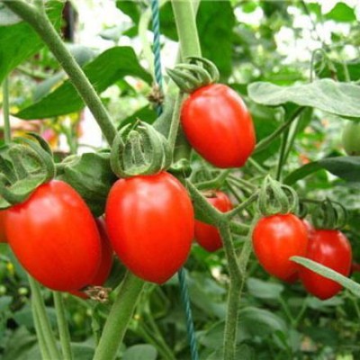 VRAKSHA Delicious Roman tomatoes Seed(300 per packet)