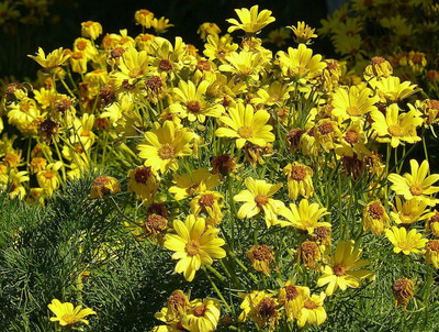 Aywal Hybrid Coreopsis Flower Seed(60 per packet)