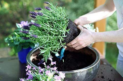 CYBEXIS LX-47 - English Lavender - (2250 Seeds) Seed(2250 per packet)