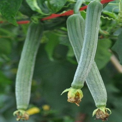 CYBEXIS Long Green loofah Vegetable Sponge Gourd Seeds800 Seeds Seed(800 per packet)