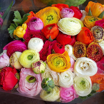 Aywal Imported Ranunculus Mix Color Flower Bulbs For All Season Gardening Seed(9 per packet)