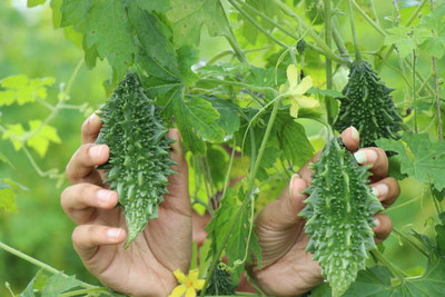 caaspy bitter gourd,karela seeds Seed(30 per packet)