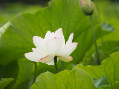 MAA lotus,kamal seeds Seed(5 per packet)