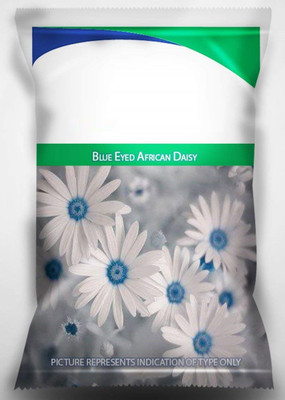 CYBEXIS Blue Eyed African Daisy Seeds Seed(50 per packet)