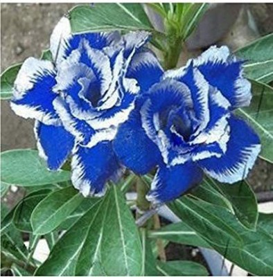 JRYU Adenium Obesum (Desert Rose) Seed(75 per packet)