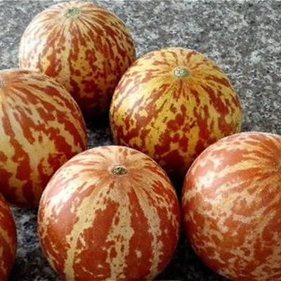 CYBEXIS Annual Cucurbita Pumpkin Seeds-50 Seeds Seed(50 per packet)