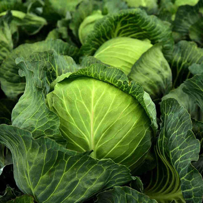 Aywal Cabbage Hybrid Vegetable Seed(10 g)