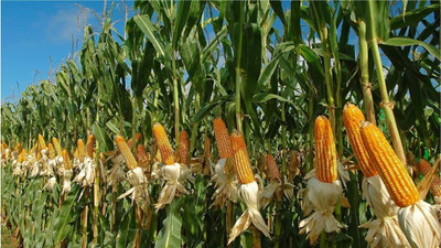 WILLVINE VNR -XI F1 Hybrid Seeds - Sweet Corn-[250g] Seed(1000 per packet)