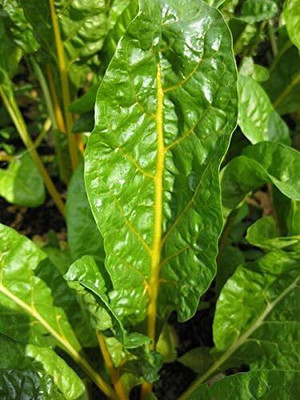 KNESSiN Yellow Canary Swiss Chard Beta Vulgaris Perpetual Spinach-{800 Seeds} Seed(800 per packet)