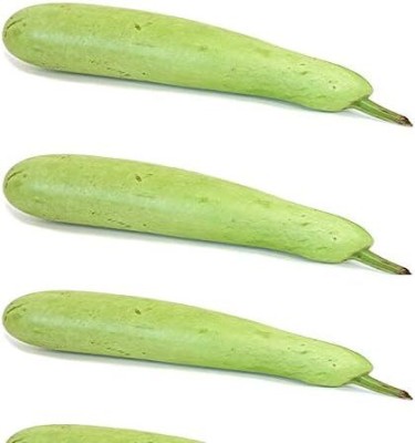 Qualtivate XXX-6A Bottle Gourd Dudhi Lauki Seeds Seed(50 per packet)