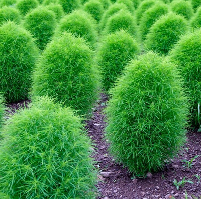 wequality Hybrid fresh Kochia flower seeds for planting garden Seed(85 per packet)