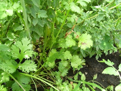 CYBEXIS PUAS-60 - Mexican Specialty Cilantro - (750 Seeds) Seed(750 per packet)