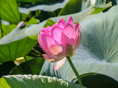 PEDPOUDHE lotus,kamal gatta Seed(10 per packet)