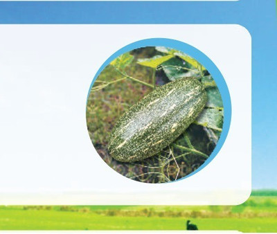 VibeX PUMPKIN Seed(500 per packet)