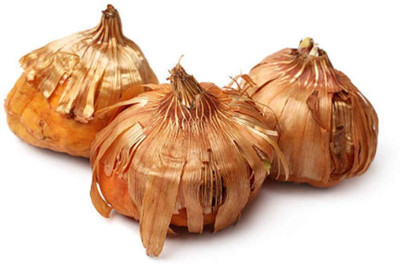 CRGO GLADIOULUS Seed(5 per packet)