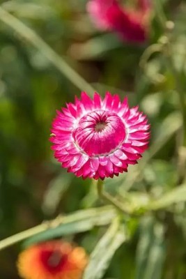 MAA Helichrysum Seed(60 per packet)