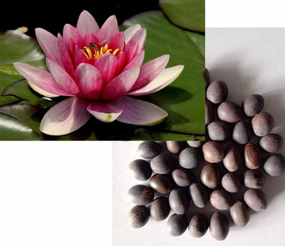 cyansh KAMAL Seed(20 per packet)