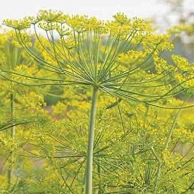 Qualtivate GUA-210 Fernleaf Dill Seeds Seed(500 per packet)