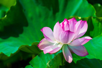 MAHYCO HYBRID TINDA lotus,kamal gatta Seed(11 per packet)