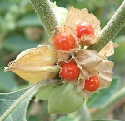 Pbevergreen Ashwagandha Seed(105 per packet)