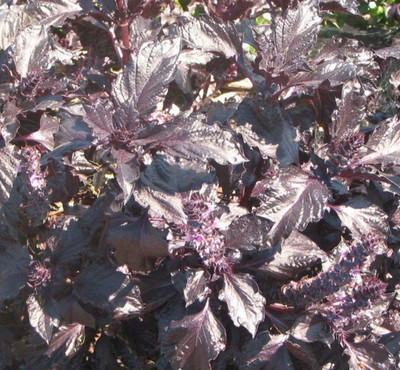 WILLVINE XLL-1 Basil Purple Ruffles Seeds Seed(1000 per packet)