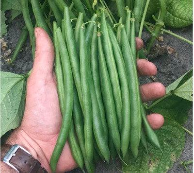 BDSresolve winter season beans seeds Seed(26 per packet)