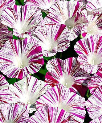 CYBEXIS VXI-87 - Morning Glory Arlekin Mix Annual Climbing - (100 Seeds) Seed(100 per packet)