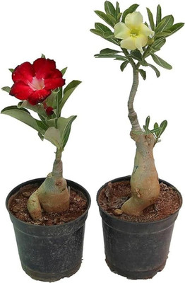 CRGO ADENIUM Seed(55 per packet)