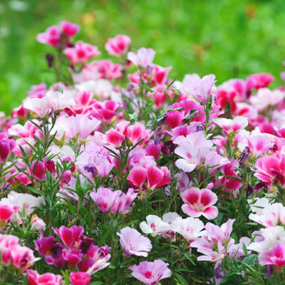 Lorvox All Season Exotic Clarkia Mix Flower Seed(20 per packet)