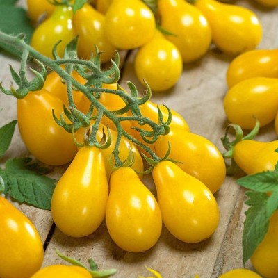 CYBEXIS Yellow Pear Tomato Seeds-250 Seeds Seed(250 per packet)