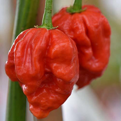 TRICONE Chilli Seed(150 per packet)