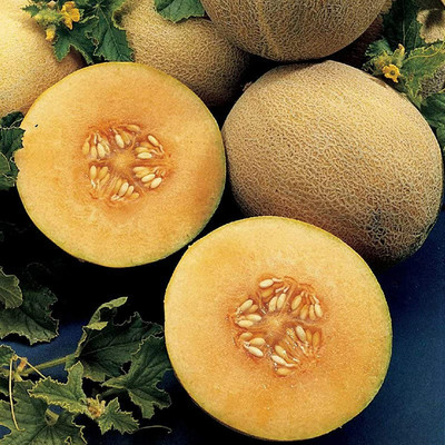 CYBEXIS Delicious Musk Melon Cantaloupe Melons Sweet Fruit Seeds for Garden400 Seeds Seed(400 per packet)