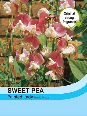 CYBEXIS Flowers - Sweet Pea Painted Lady Seed(50 per packet)