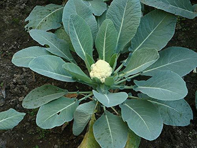 Qualtivate NDIR-162 F1 Hybrid Cauliflower High yielding seeds Seed(200 per packet)
