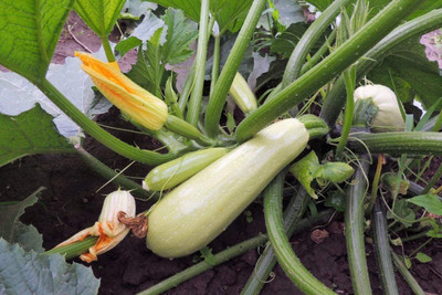 CYBEXIS TLX-75 - Zucchini Courgette Squash - (675 Seeds) Seed(675 per packet)