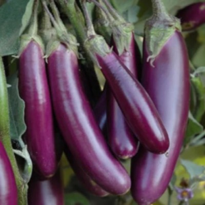 DHENU PRASAD 34 f1 hybrid long brinjal / baigan / eggplant Seed(34 per packet)