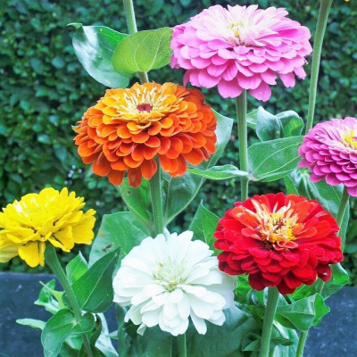 Lorvox Zinnia Double Mixed Color Flower Seed(30 per packet)