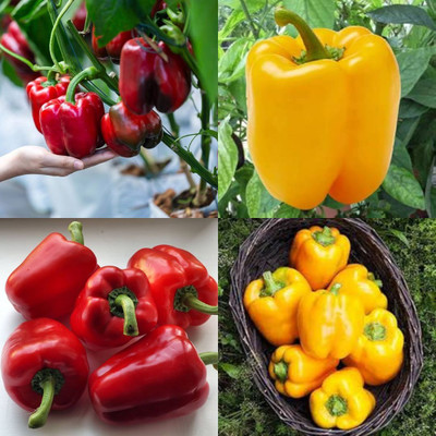 ibains Hybrid capsicum vegetable seeds shimla mirchi pack of 70 Seed(70 per packet)