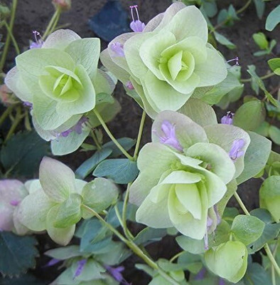 Qualtivate PUA5-A Ornamental Oregano Round-Leaved Seed(200 per packet)