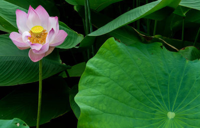 Vietrian lotus,kamal seeds Seed(10 per packet)